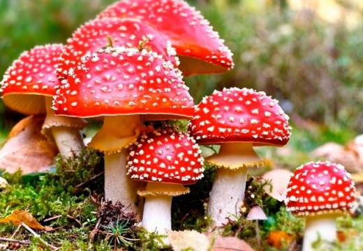 Отруєння грибами: як вберегтися та що робити у разі появи симптомів