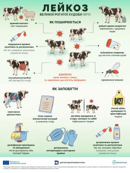 Лейкоз великої рогатої худоби