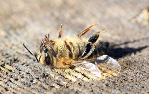 Щодо запровадження моніторингу загибелі бджіл